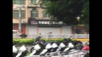 Noticia | Un avestruz se escapa y causa el asombro en China
