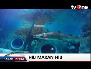 Seekor Hiu di Akuarium Seoul Memakan Houndshark
