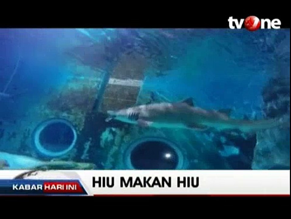 Seekor Hiu di Akuarium Seoul Memakan Houndshark
