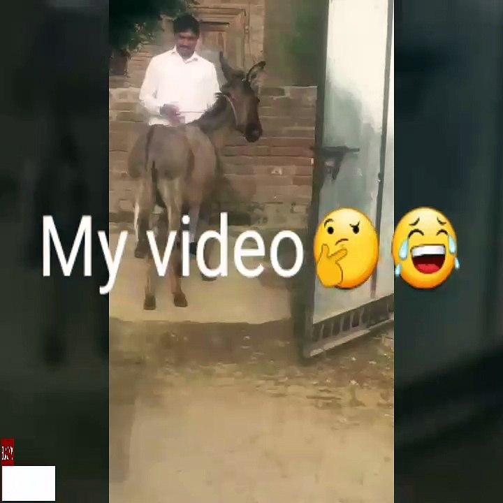 Donkey Rider