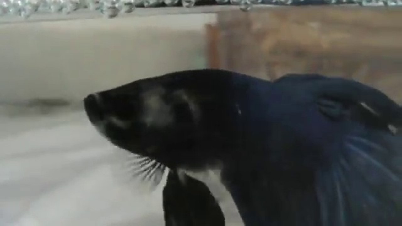 Peixe de aquário(Peixe ornamental, Peixe de briga  (Betta splendens)