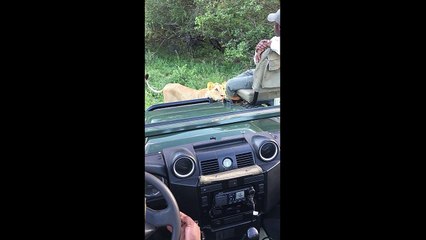 Leeuw komt gevaarlijk dichtbij tijdens safari