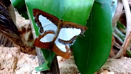 Acasalamento borboletas - Especie (Synargis calyce)