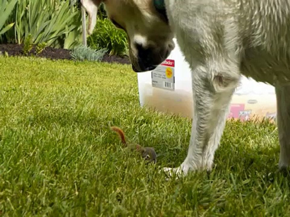 Baby squirrel and dog playing