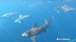 Shark Week: AccuWeather's Jonathan Petramala goes swimming with sharks in Florida