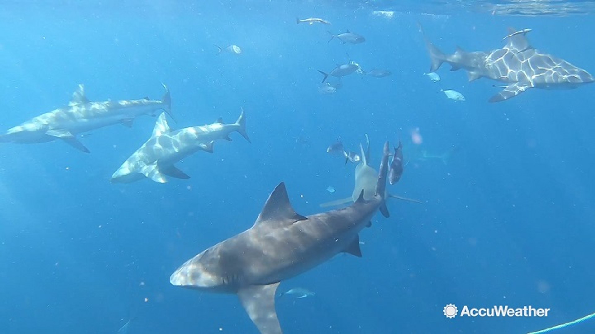 ⁣Shark Week: AccuWeather's Jonathan Petramala goes swimming with sharks in Florida