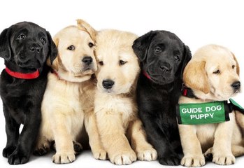 Pick Of The Litter Movie