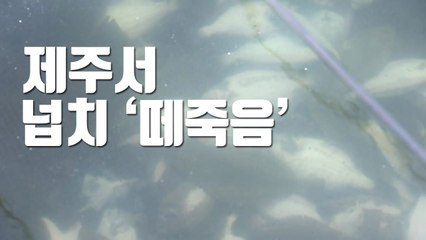 [자막뉴스] 제주서 넙치 5만 마리 '떼죽음' / YTN