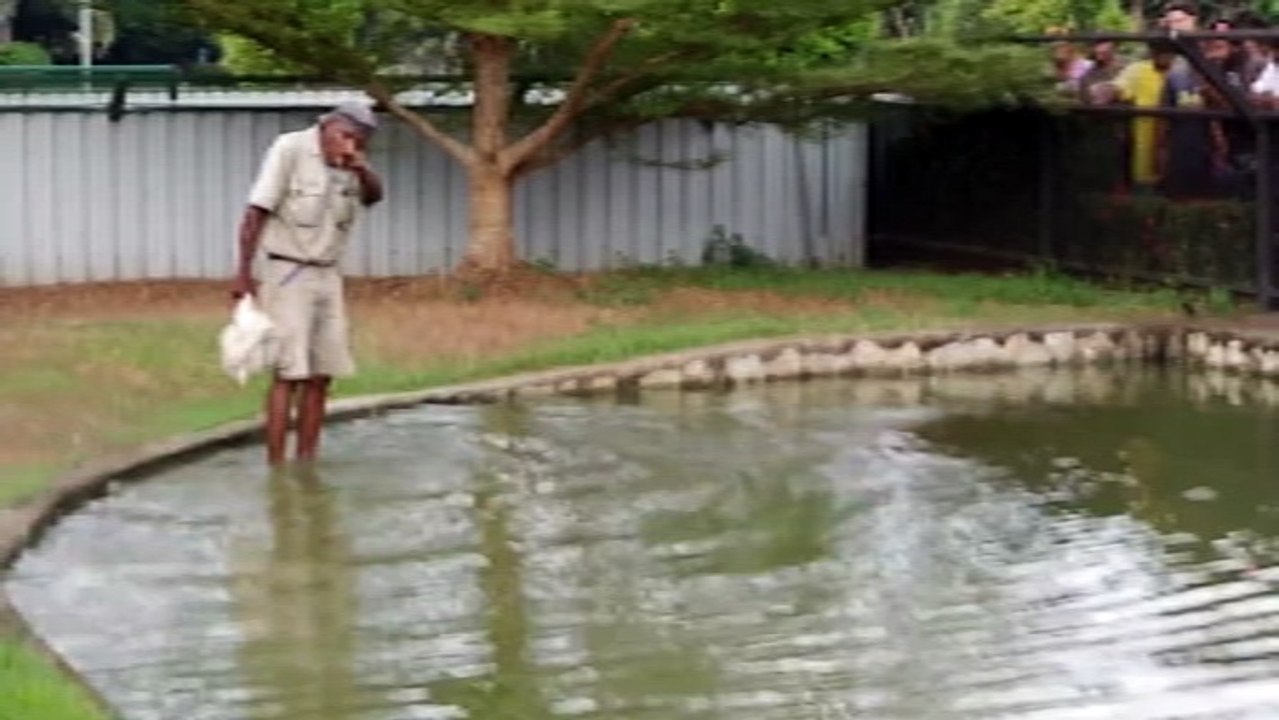 dangerous crocodile care career