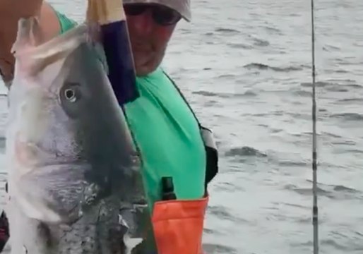 Shark Tries to Steal Cape Cod Fisherman's Catch