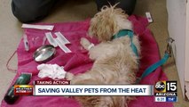 Humane Society responds to dozens of calls in heat wave