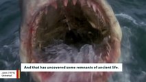 Heavy Rains In Maryland Uncover Ancient Shark Teeth