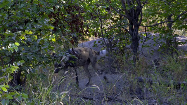 Africas Wild Horizons Series 1 3of6 Africas Great Oasis The Okavango