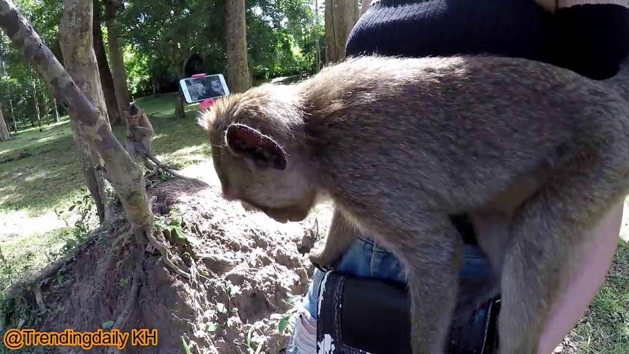 Singes drôles à Angkor wat EP 2