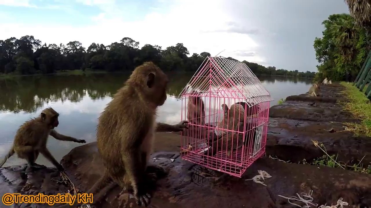 Mignon jouant avec des singes à angkor wat EP 1