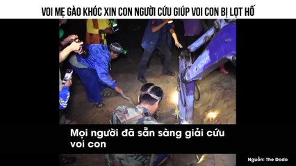 Voi Mẹ Gào Khóc Xin Con Người Cứu Giúp Voi Con Bị Lọt Hố