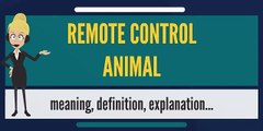 What is REMOTE CONTROL ANIMAL? What does REMOTE CONTROL ANIMAL mean?