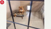 No one wants to adopt this dog, and shelter staff just can not figure out why!