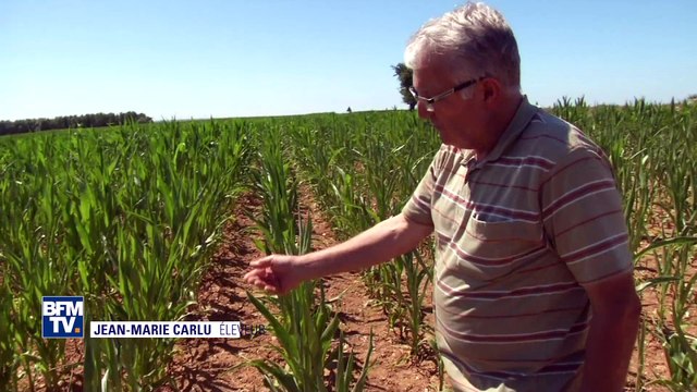 Canicule: la sécheresse menace les agriculteurs du Nord