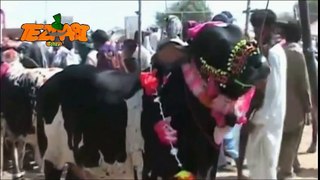 Bakra Eid 1 Funny Tezabi Totay Punjabi Totay pakistani eid and indian eid Muslim eid videos