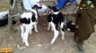 Australian nasal k bachry australian cow Urdu|hindi|punjabi video 2018