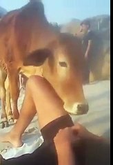This Is What Happens When A Cow Falls In Love For A Man