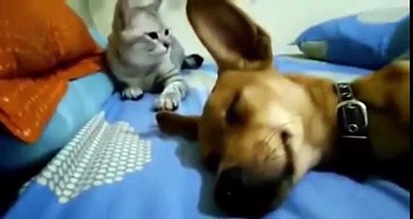 Dog Sleep Farting Makes Cat Angry