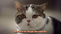 Quảng cáo hài mèo mập và đồng bọn - Funny fat cats