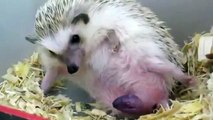 amazing hedgehog giving birth wild animals tv