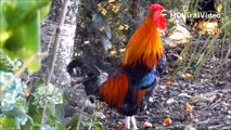 FUNNIEST ROOSTER CROWING SOUNDS COMPILATION