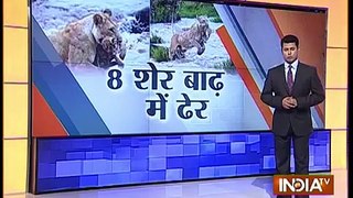 8 Lions Found Dead in Gujarat After Heavy Rain Leads to Flooding | India Tv