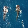 فيديو مثير.. ولي عهد دبي يسبح مع أسماك القرش