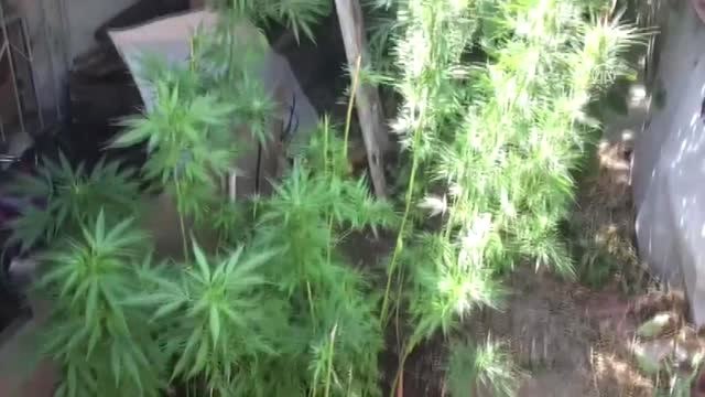 Evinin Bahçesini Uyuşturucu Tarlasına Çevirmiş