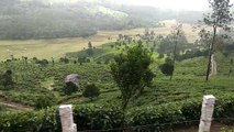 Tea Garden, Munnar Tea Garden, Beautiful Nature Scenery, Kerala, India