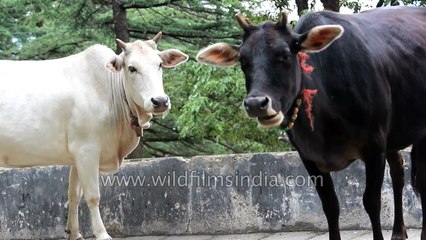 Cow rubs neck on concrete to relieve an itch