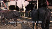 Cows for sale at Sonepur Mela Bihar