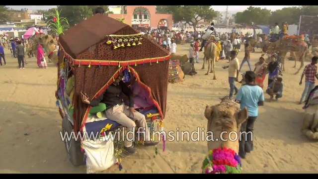 Indian tourists take camel ride at Pushkar camel fair Rajasthan