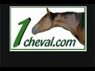 Humour du cheval : les gags des chevaux