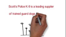 trained guard dogs for sale Texas