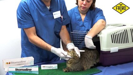 Como quitar sarro en gatos. Quitar sarro gatos.
