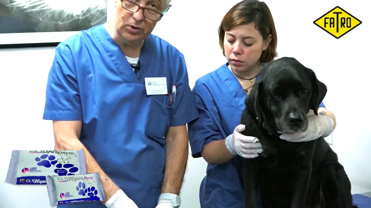 Alergias caninas en la piel. Pliegues piel perros.