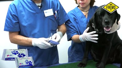 Tratamiento con Clorhexidina. Tratamiento interdigital perros.