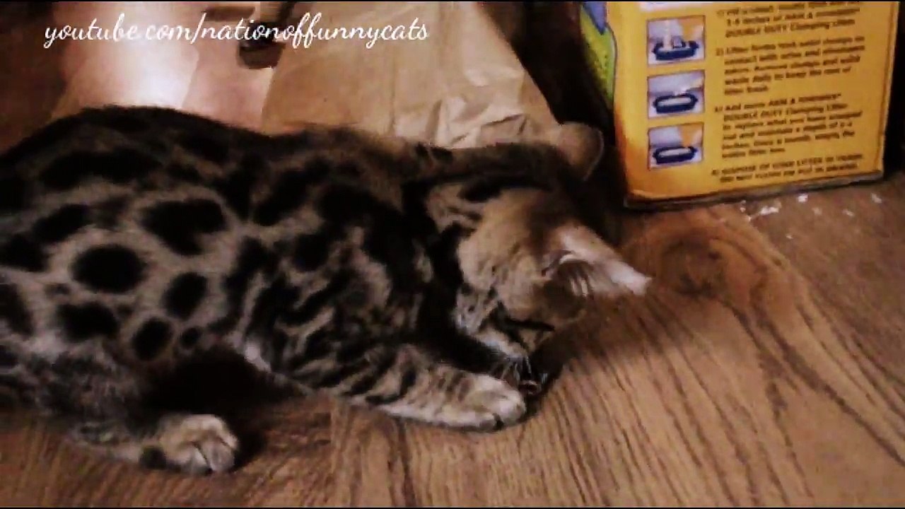 Bengal Cat Funniest