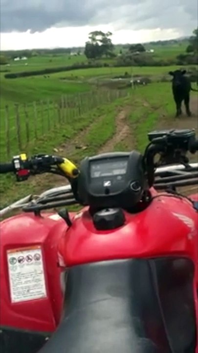 Taureau vs Quad