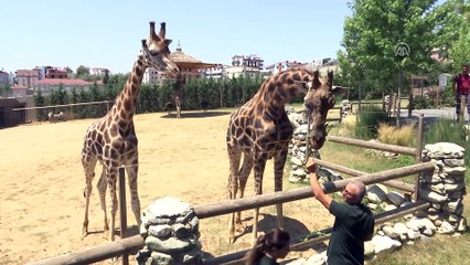 Zürafalara baba şefkatiyle bakıyor - KOCAELİ