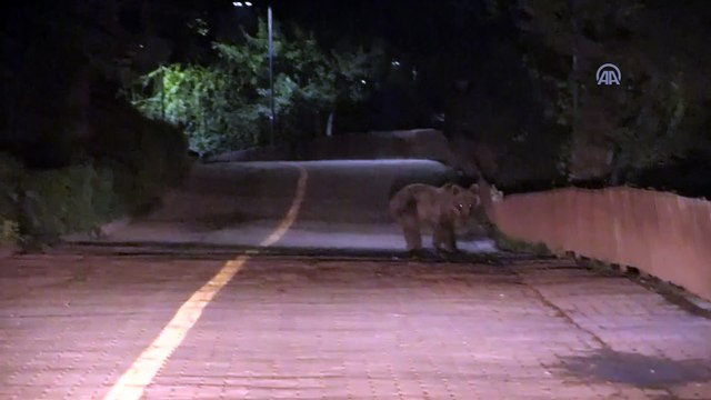 Gölcük Tabiat Parkı'nda ayılara karşı önlem - BOLU