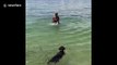 Puppy teaches baby sister how to swim