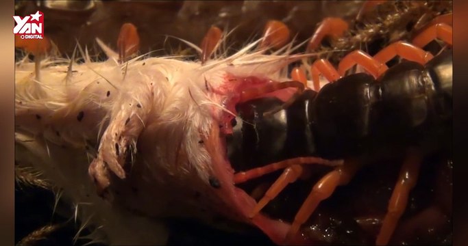 Cận cảnh rết khổng lồ ăn thịt chú chuột vô cùng kinh dị