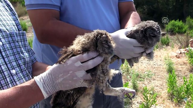 Tedavi edilen iki baykuş doğaya bırakıldı - ANTALYA
