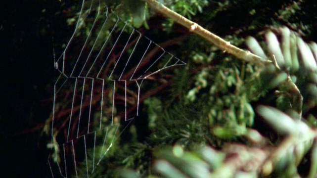 David Attenborough - Élet A Növények Között - 03 - video Dailymotion